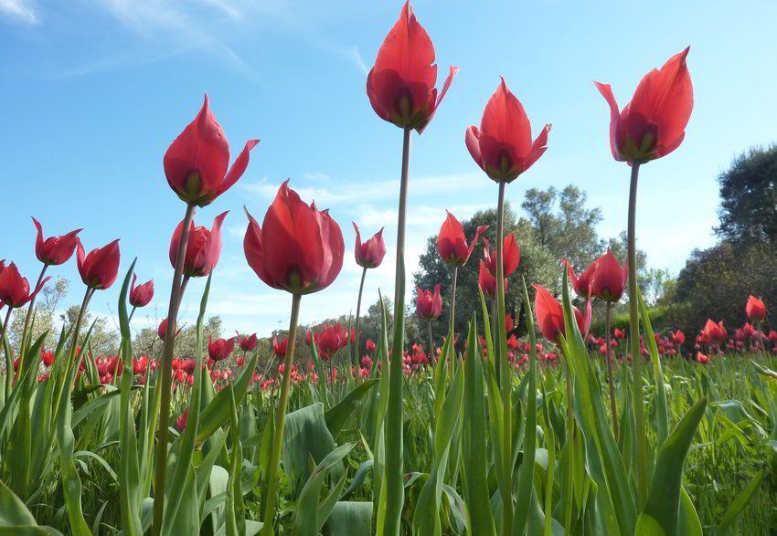 RED FLOWERS