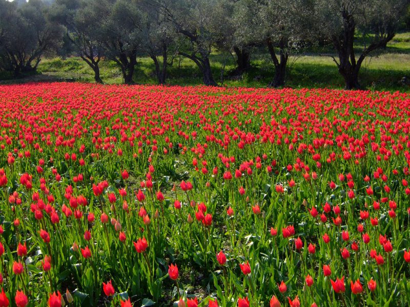 TULIPS RED GREEN