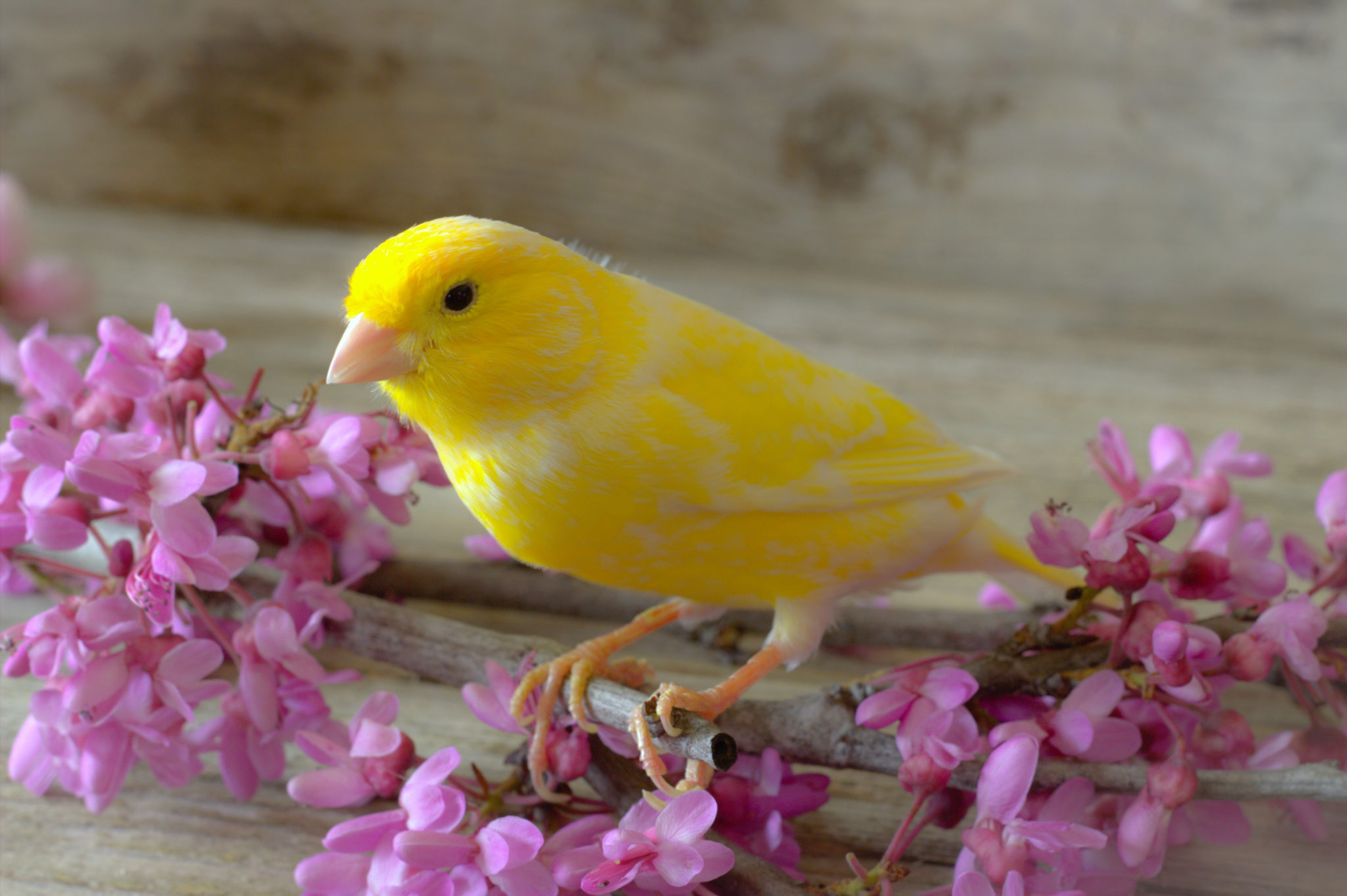 YELLOW BIRD