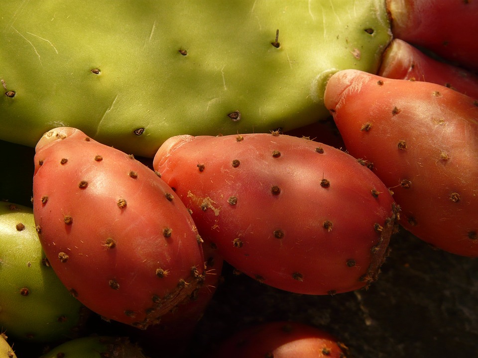 PRICKLY PEAR RED