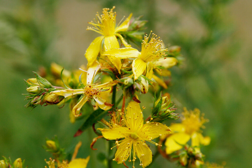 YELLOW FLOWER