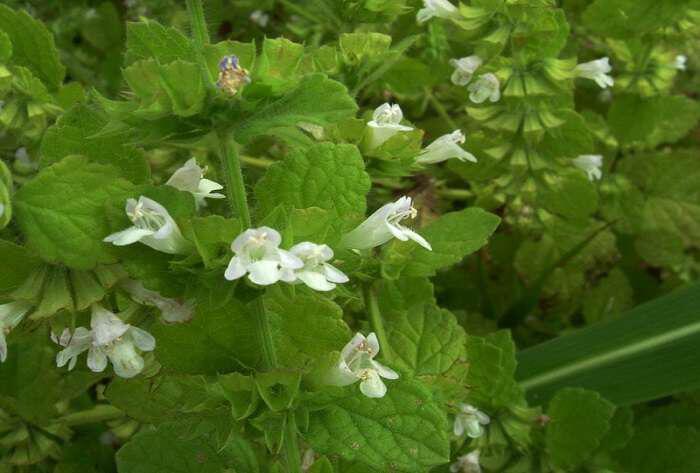 WHITE FLOWER