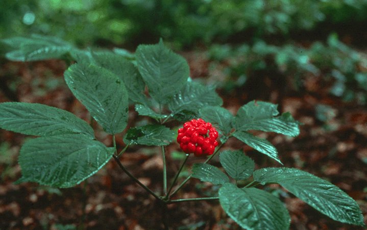 RED FLOWER