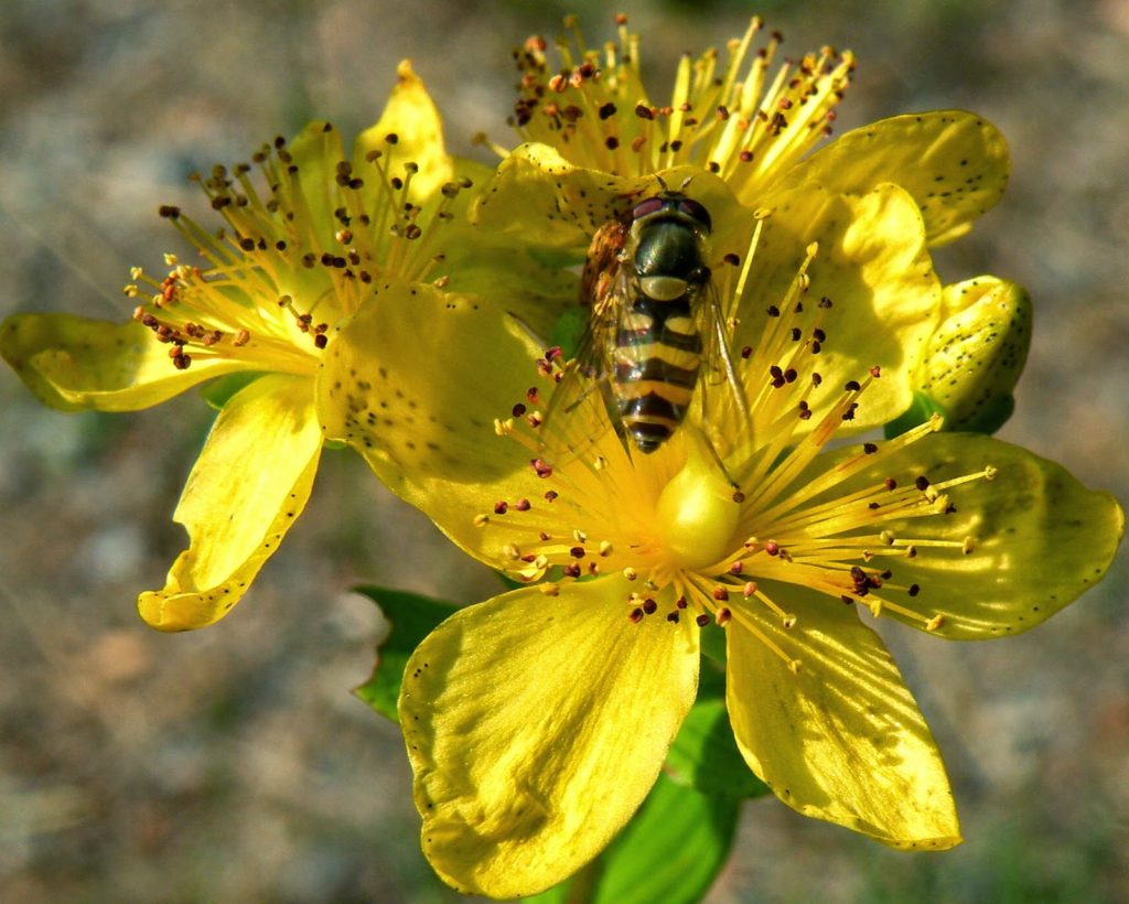 YELLOW FLOWER