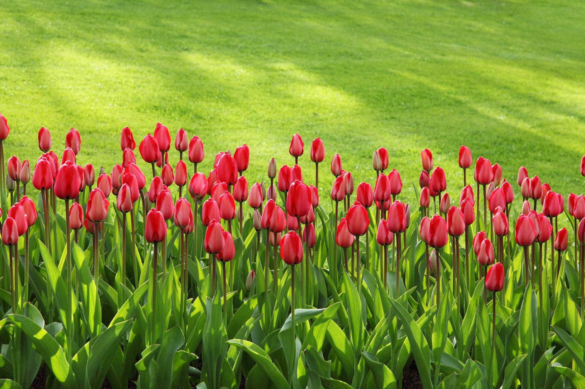 TULIPS GREEN RED
