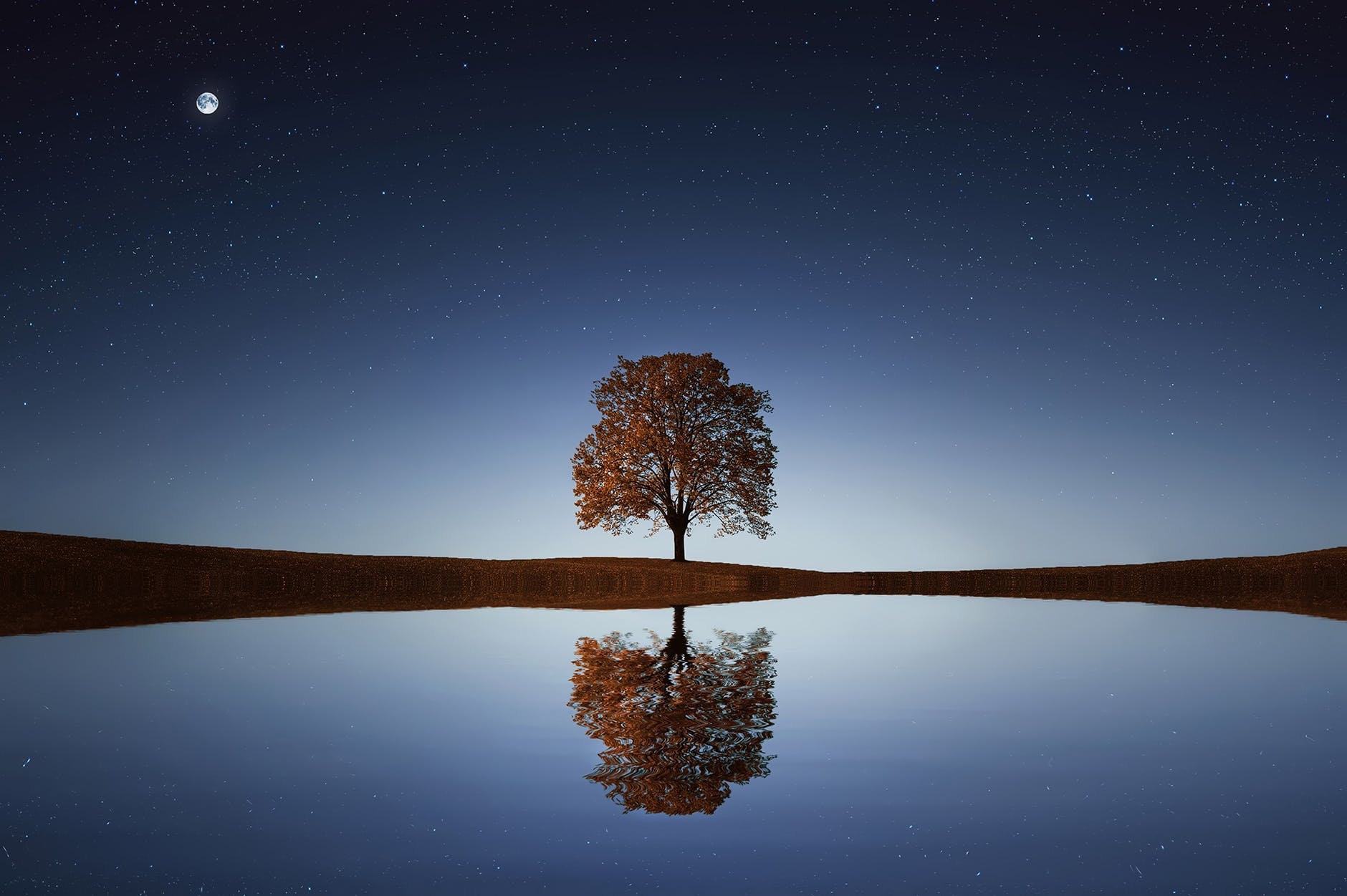 TREE ON A MOUNTAIN