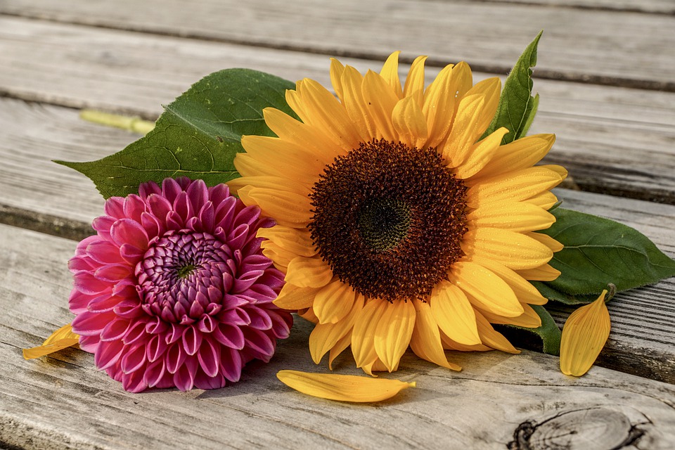YELLOW AND RED FLOWERS