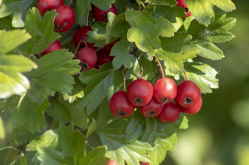 HERB GREEN AND RED