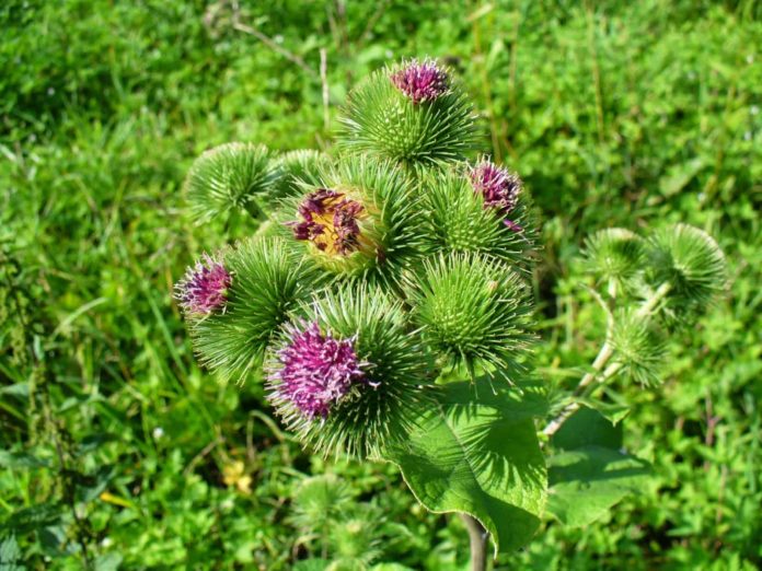 HERB IN NATURE