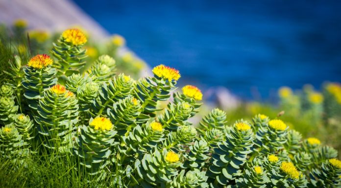 Ροδιόλα, το σούπερ βότανο GREEN BUSH