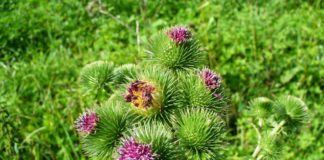 Κολλιτσίδα, το θαυματουργό βότανο για πολλές ασθένειες HERB IN NATURE