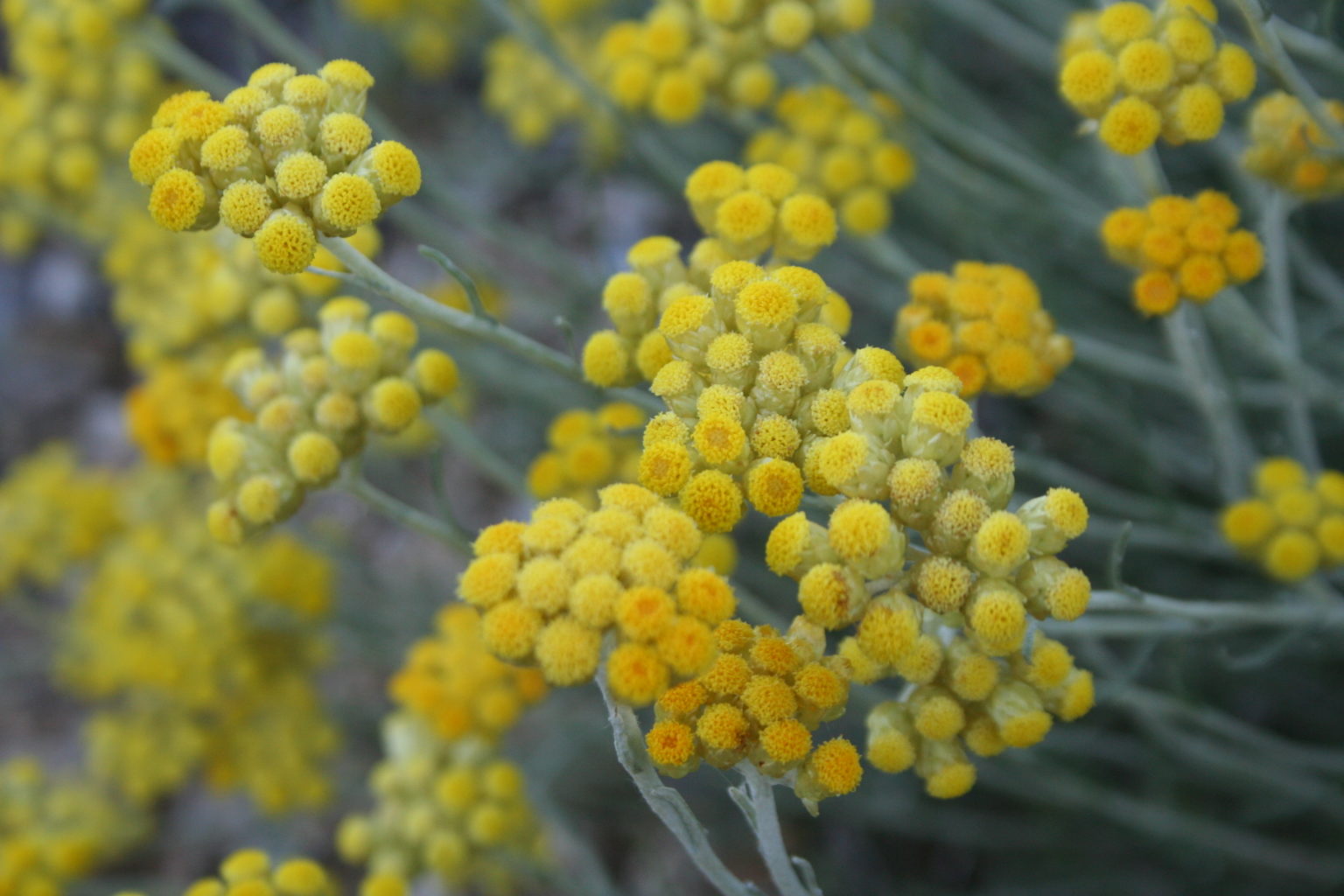 Helichrysum stoechas. Бессмертник песчаный сухоцвет. Гелихризум маргариткоцветковый. Helichrysum arenarium. Бессмертник песчаный (цмин).