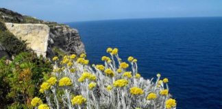 YELLOW HERB AT THE SEA