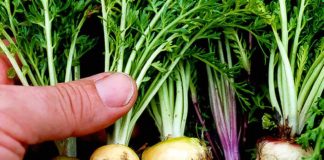 Maca, το εξωτικό φυτό που ανεβάζει τη λίμπιντο και τονώνει τον οργανισμό PLANT ROOT