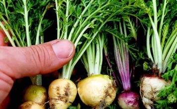 Maca, το εξωτικό φυτό που ανεβάζει τη λίμπιντο και τονώνει τον οργανισμό PLANT ROOT