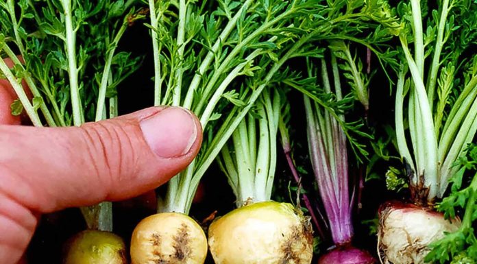 Maca, το εξωτικό φυτό που ανεβάζει τη λίμπιντο και τονώνει τον οργανισμό PLANT ROOT