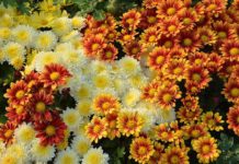 Καλοκαιρινά βότανα για υγεία και ευεξία και το καλοκαίρι SUMMER FLOWERS