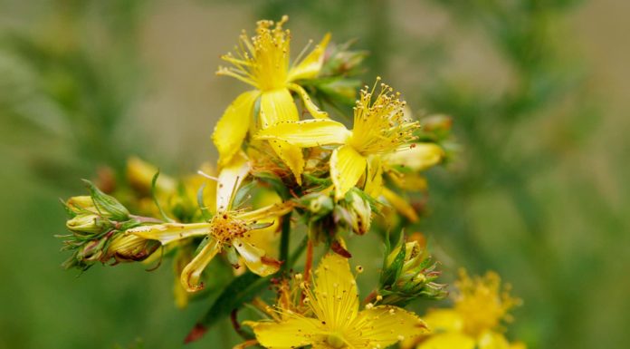 Σπαθόχορτο, το πανίσχυρο βότανο για εσωτερική και εξωτερική χρήση YELLOW HERB
