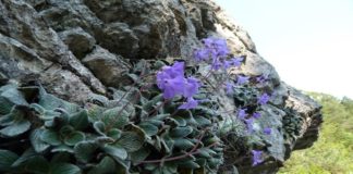 PURPLE FLOWER ON A ROCK