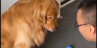 Ο πιο παραρατηρητικός σκύλος που τρέλανε τον κόσμο