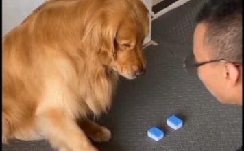 Ο πιο παραρατηρητικός σκύλος που τρέλανε τον κόσμο